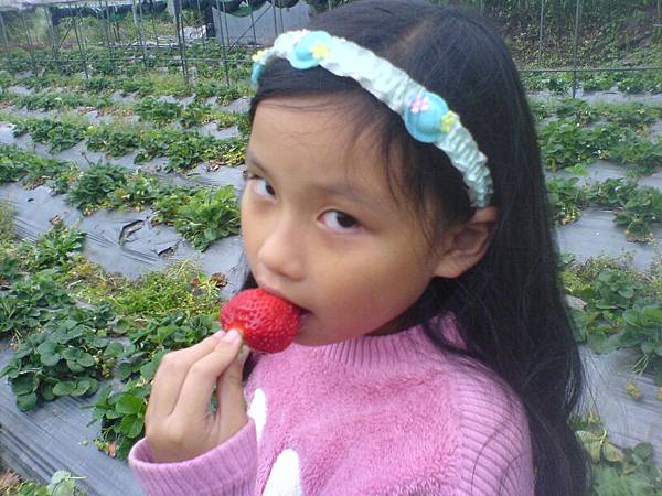 幸福的女兒_熒到山上想吃草莓就自己摘，無限供應