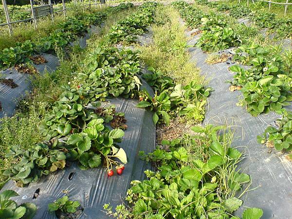 生態完整的草莓園