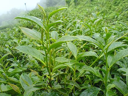 4月27日的茶樹