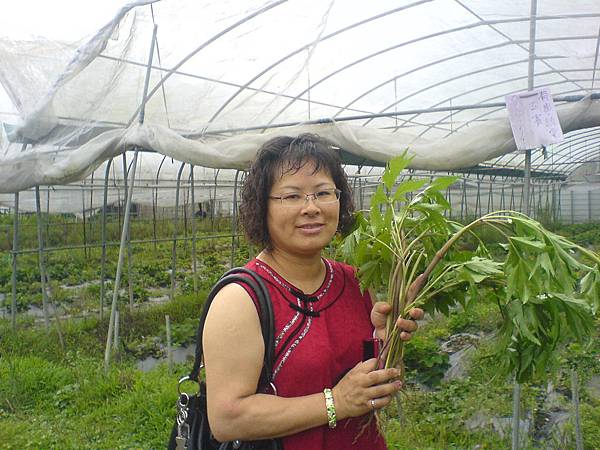 台中的楊美玲小姐草莓園留影