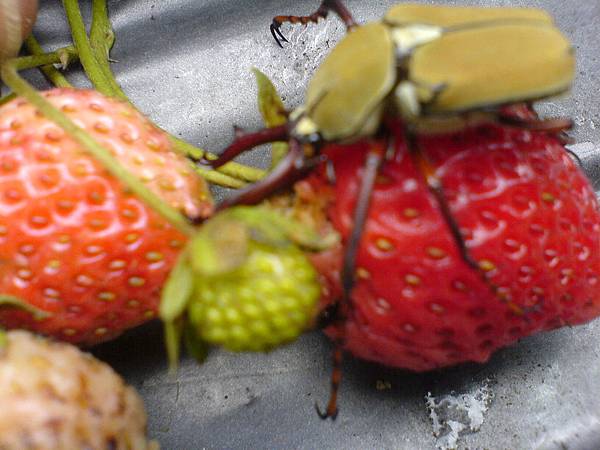 稀有的鹿角金龜子吃草莓
