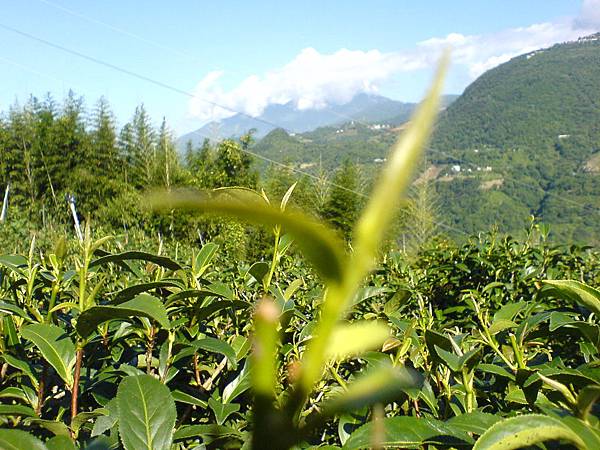 茶樹長新芽