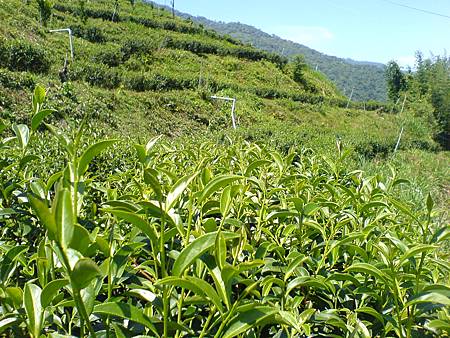 7月6日準備採收的茶葉