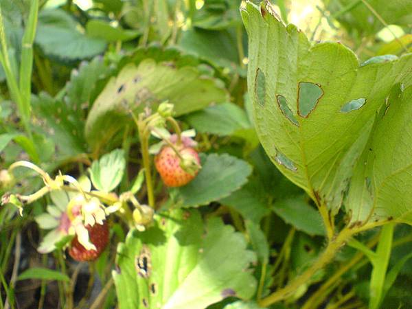7月27日農場還有草莓果實