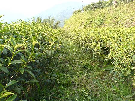 野茶樹快樂生長