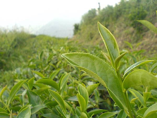 要採收的野茶樹