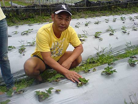 台南楊証考先生見證新種草莓開的第一朵花