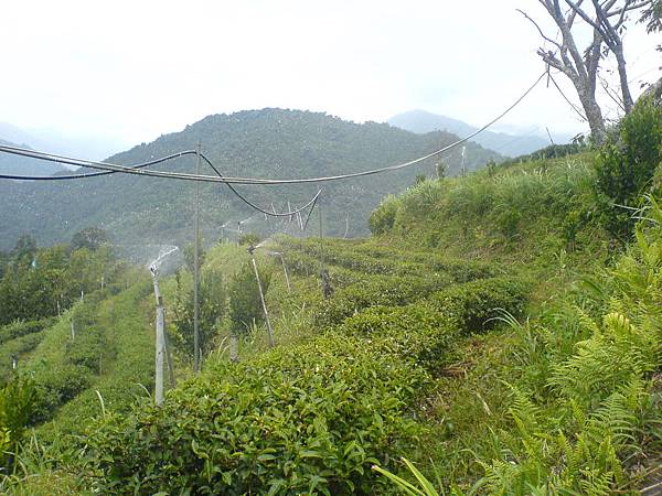 茶園噴水