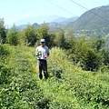 鍾書偉參觀茶園