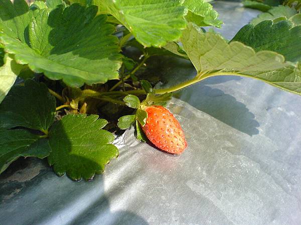 10月17日的草莓果實
