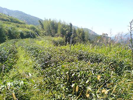 10月25日茶園風景