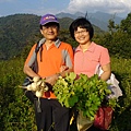 法先、美惠茶園尋寶_野生菜頭