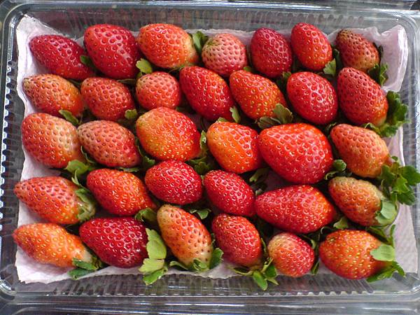 無農藥草莓雖然大小不一，卻吃得安心健康