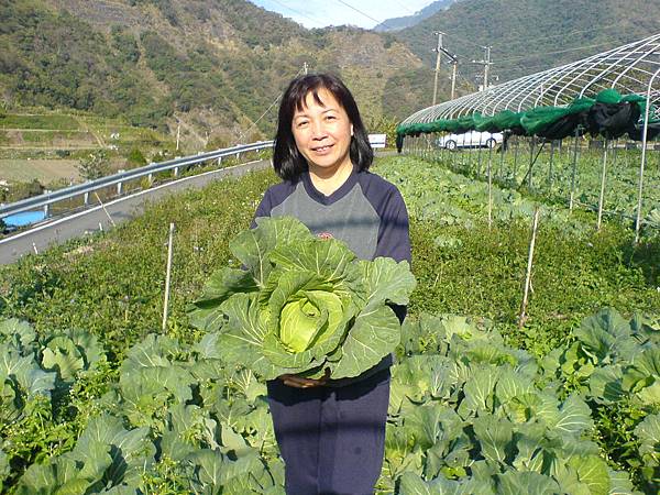 埔里鄭麗雪小姐買無農藥高麗菜