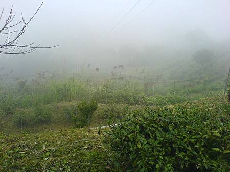 茶園下雨天景致