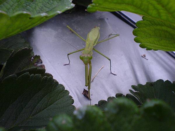 草莓園生態