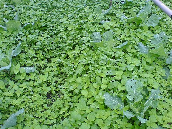 下雨太久，種植30天的高麗菜快被雜草淹沒了