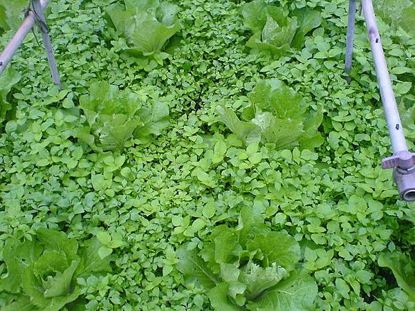 山東大白菜和雜草競爭