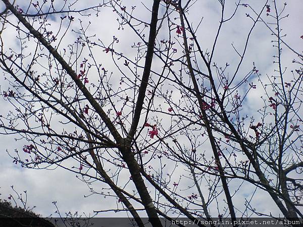 太魯灣溫泉山櫻花開始開花了