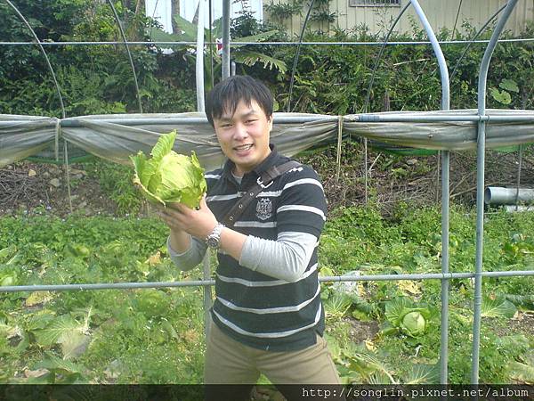 遊客張先生體驗砍高麗菜