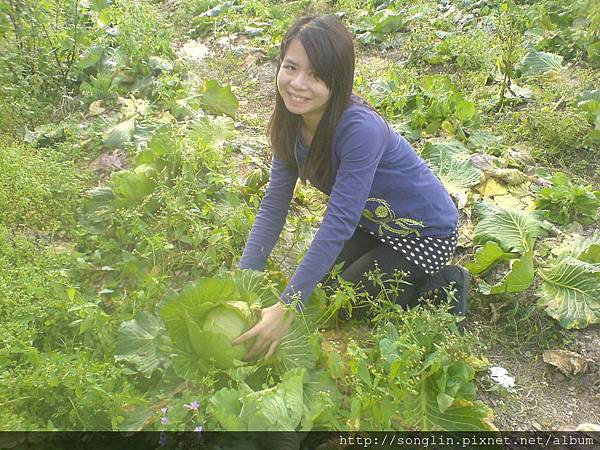 張小姐體驗採高麗菜