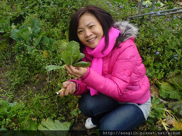 台中的李小姐體驗採高麗菜芽