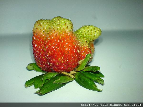 農場說讚的草莓