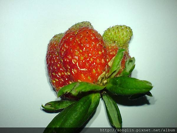 可愛的草莓