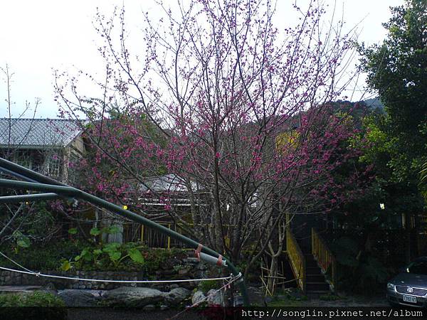 野百合溫泉會館的山櫻花