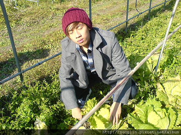 大白菜初體驗