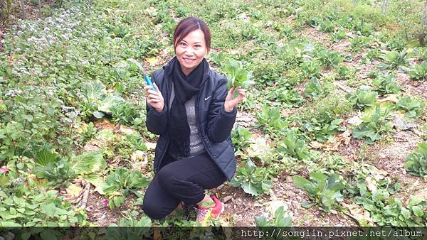 周小姐採菜芽初體驗