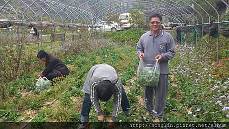 李安平夫妻到農場採高麗菜花