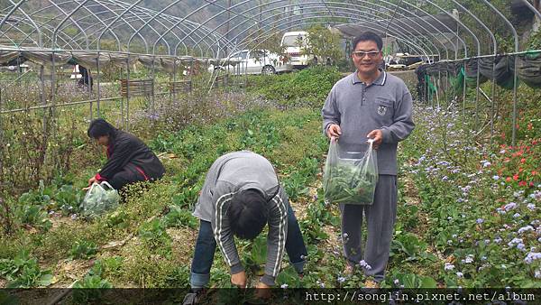 李安平夫妻到農場採高麗菜花