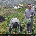 李安平夫妻到農場採高麗菜花