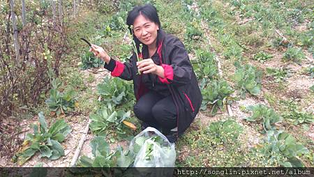 溫小姐採高麗菜花