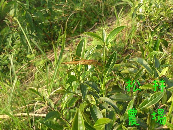 茶園生態