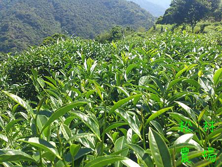 即將採收的茶芽