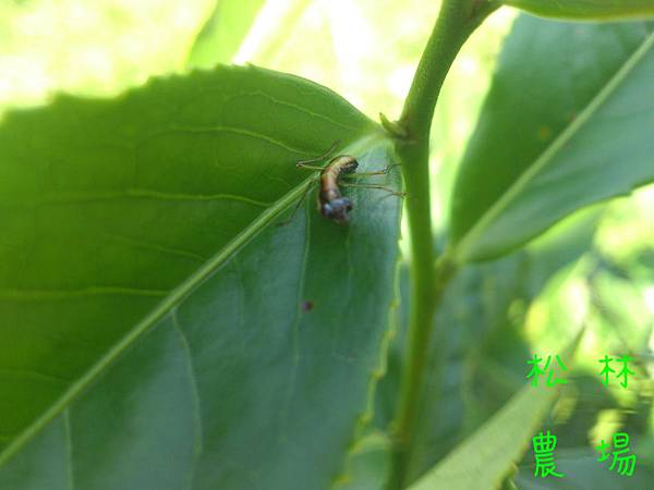 茶園生態