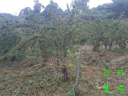 紅肉李園砍草完成