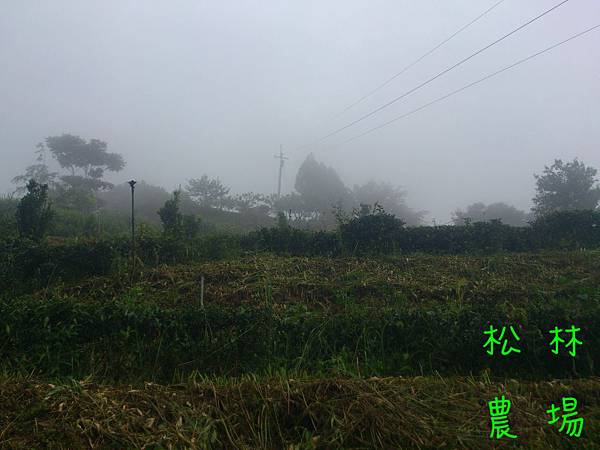 霧鎖茶園