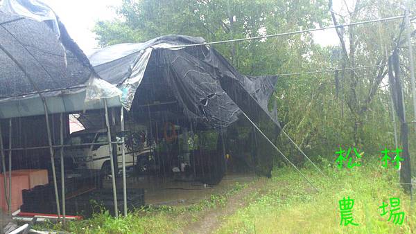 颱風，被吹壞的棚架
