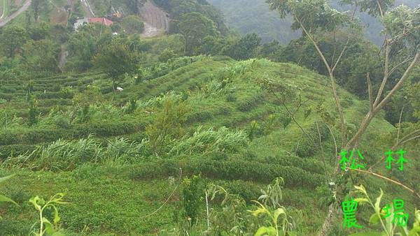 茶園全景