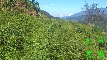 茶園的草又長了