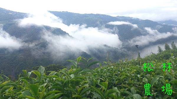 茶園風景