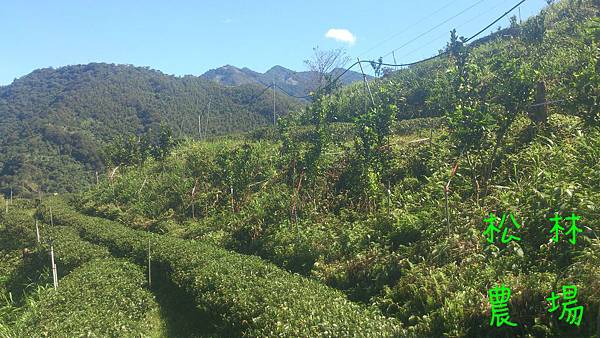 9月24日茶園全景