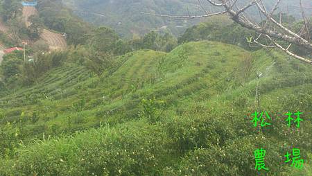 茶園噴水