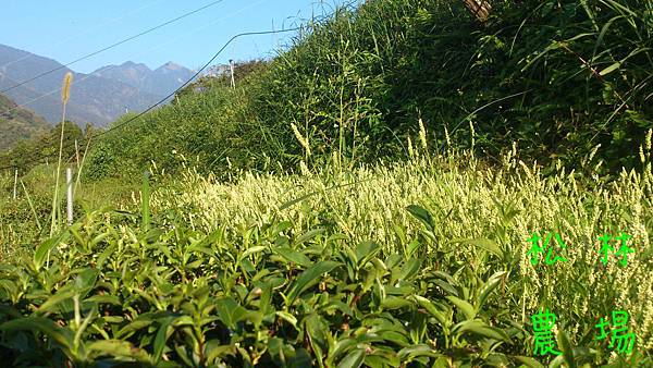 茶園的草很長