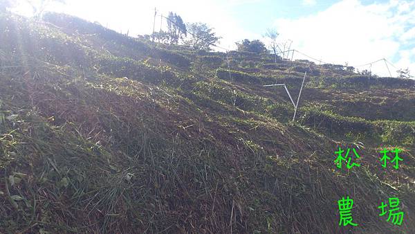 11月14日剛砍完草的茶園