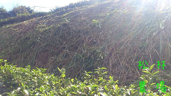 11月14日剛砍完草的茶園