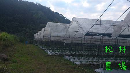 溫室遮雨棚蓋好了